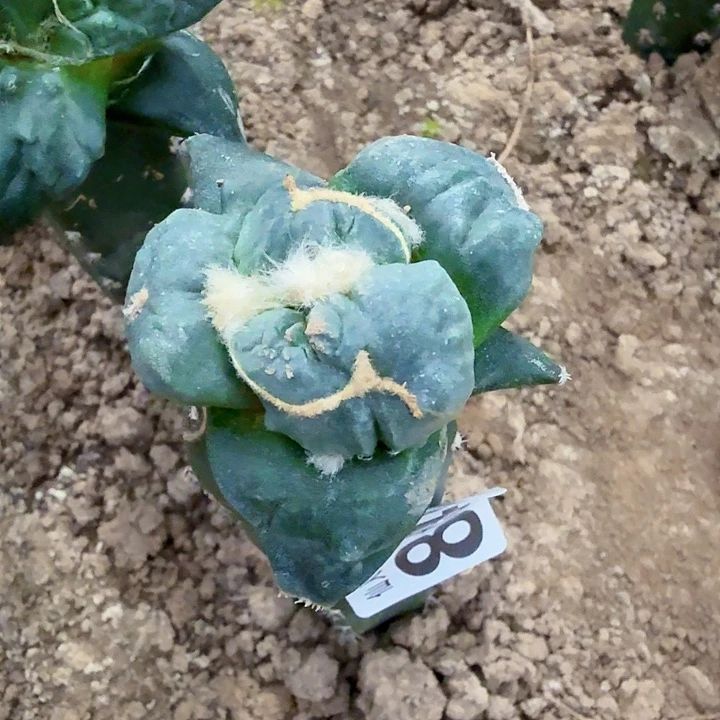 无花朵840连瓷怪尤蛋怒牡丹掌东三