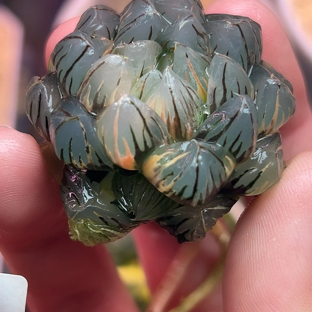 753水中月锦十二卷