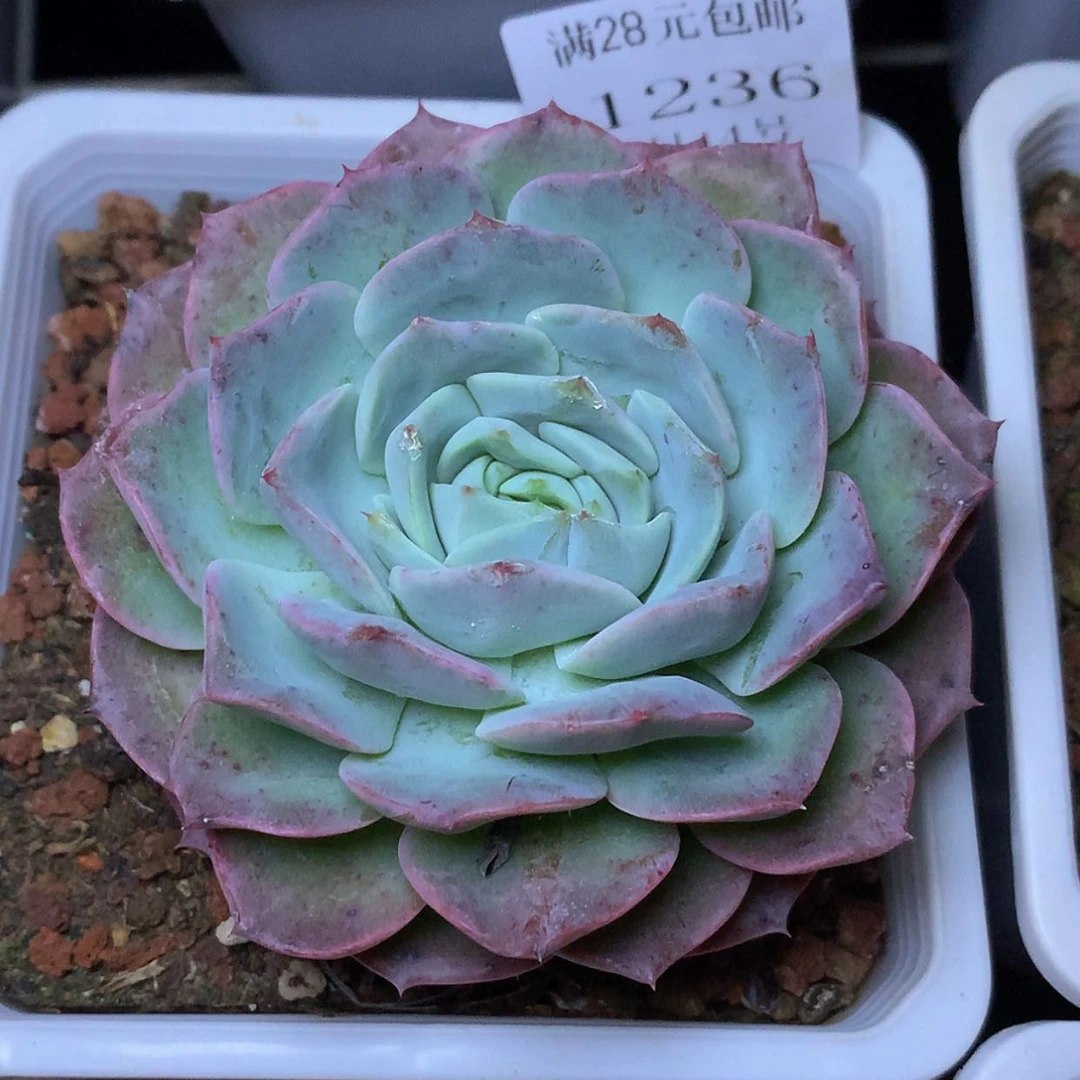 【闪购商品】云1236号