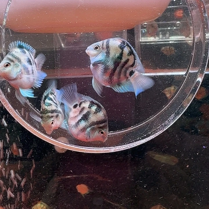 鹦鹉鱼迷你鹦鹉鱼