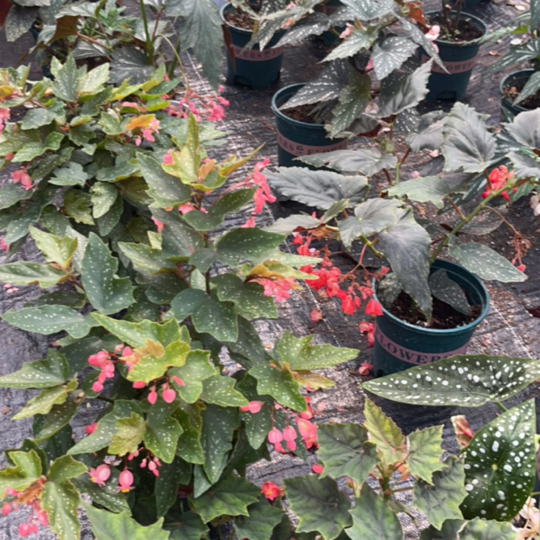 秋海棠老桩盆栽室内观花观叶植物轻微叶损无售后
