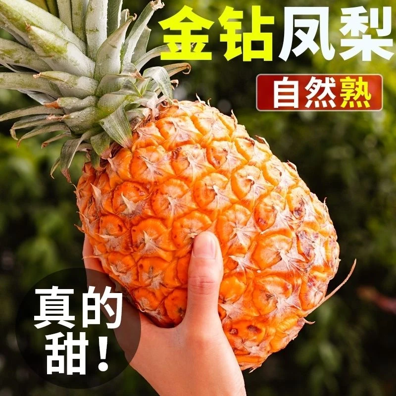 现摘海南金钻凤梨新鲜当季水果整箱香甜爆汁