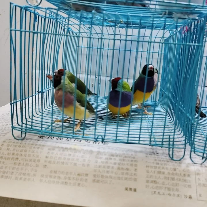 文鸟七彩文两对红头