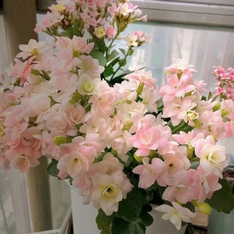 长寿花盆栽维罗纳奶油慕斯110盆