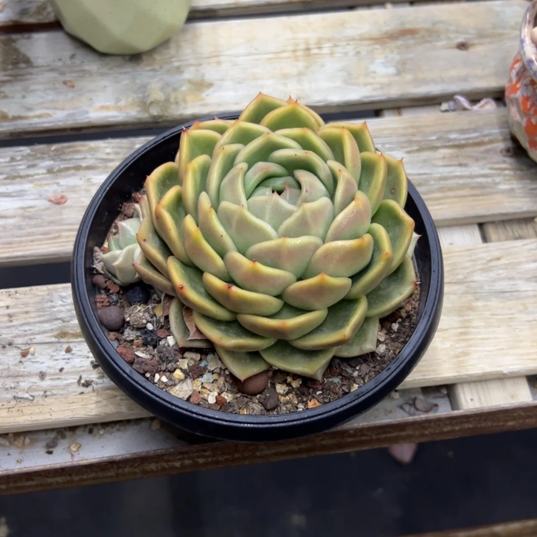 豆****白玫瑰10零零多肉植物