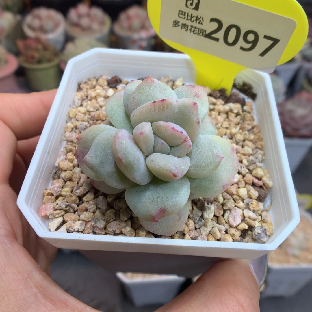 2097冰玉石化新年快乐