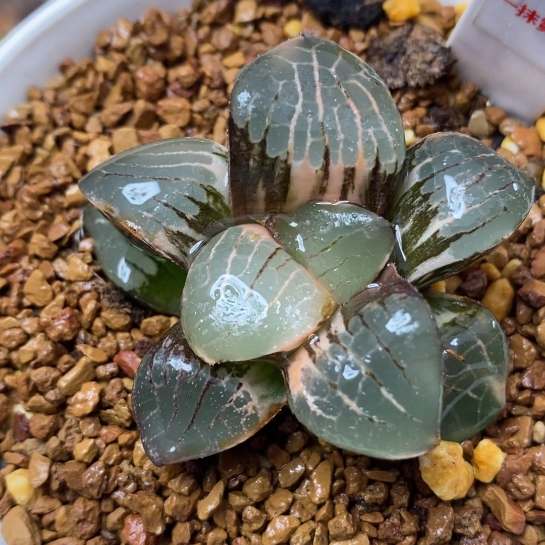 561日月潭锦一物一拍