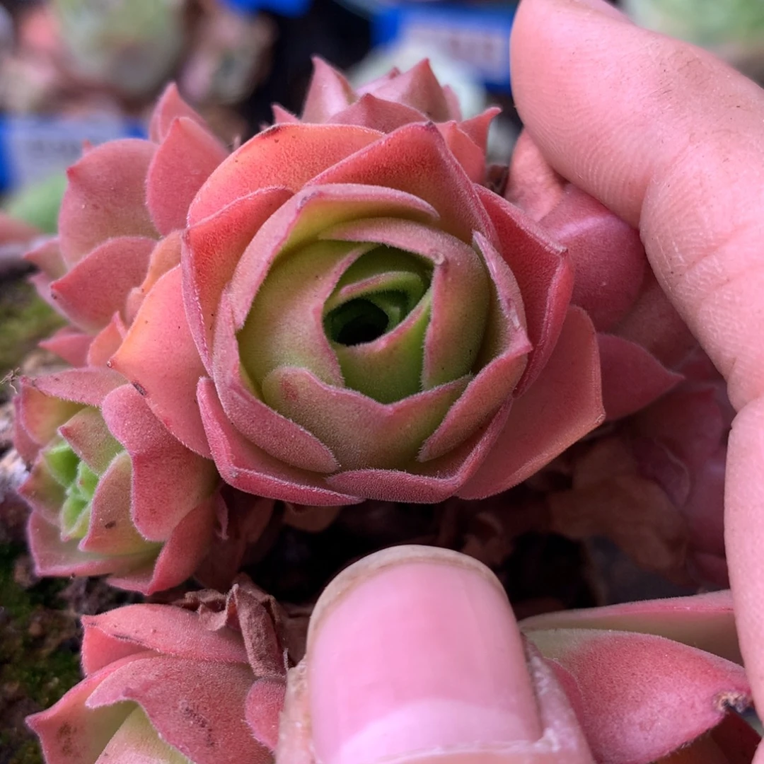 一物一拍孤品侧牙福利032