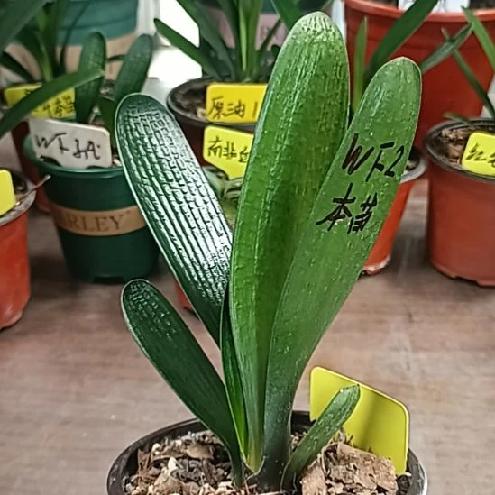 只***乙王发2  88888888000