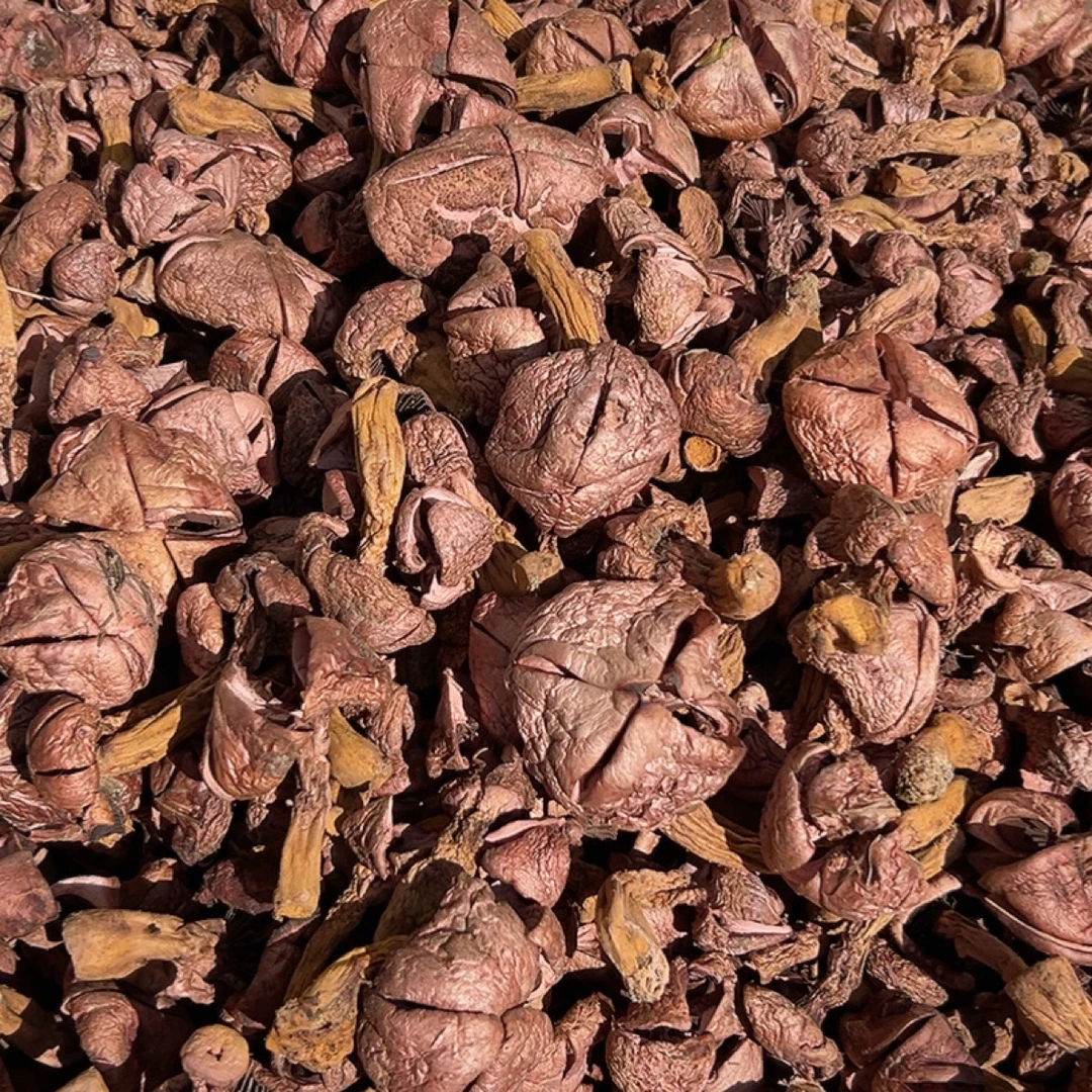 红蘑、松树伞、肉蘑