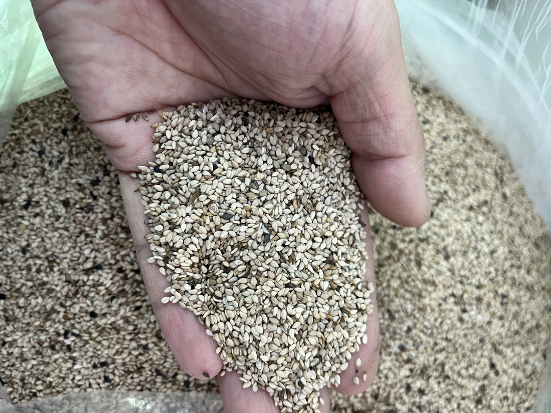 四川达州农家自种芝麻（乡村助农产品）