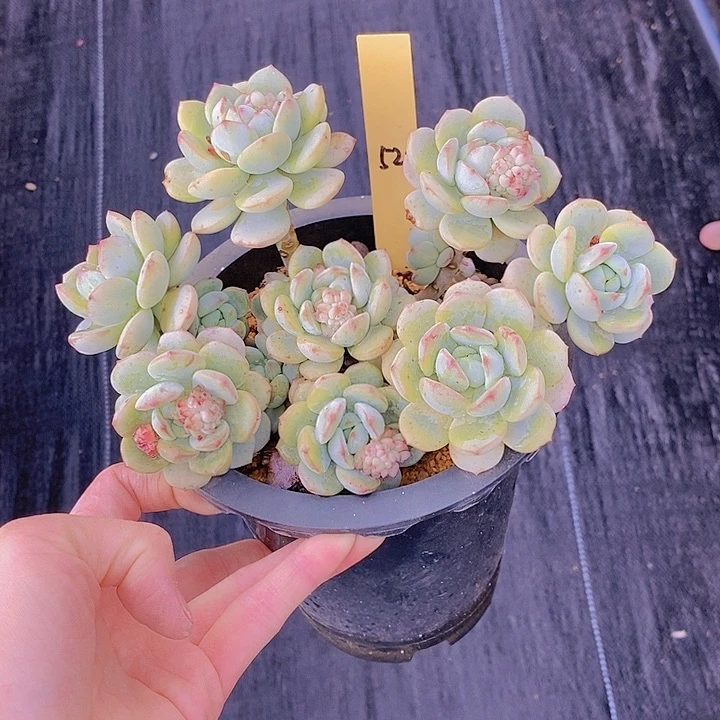 526多肉植物老桩