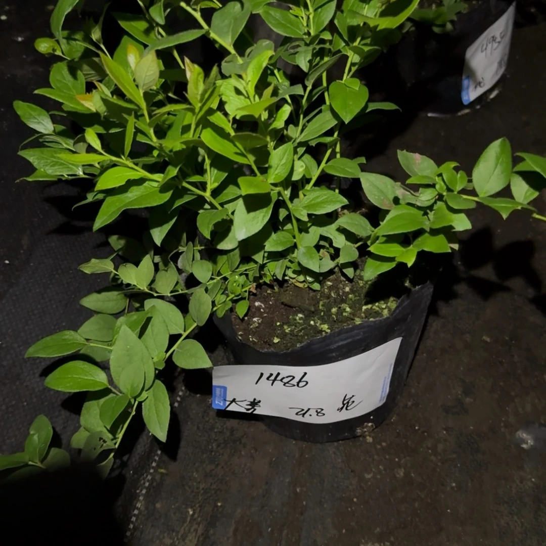 大***奔中钵花香一物一拍1486