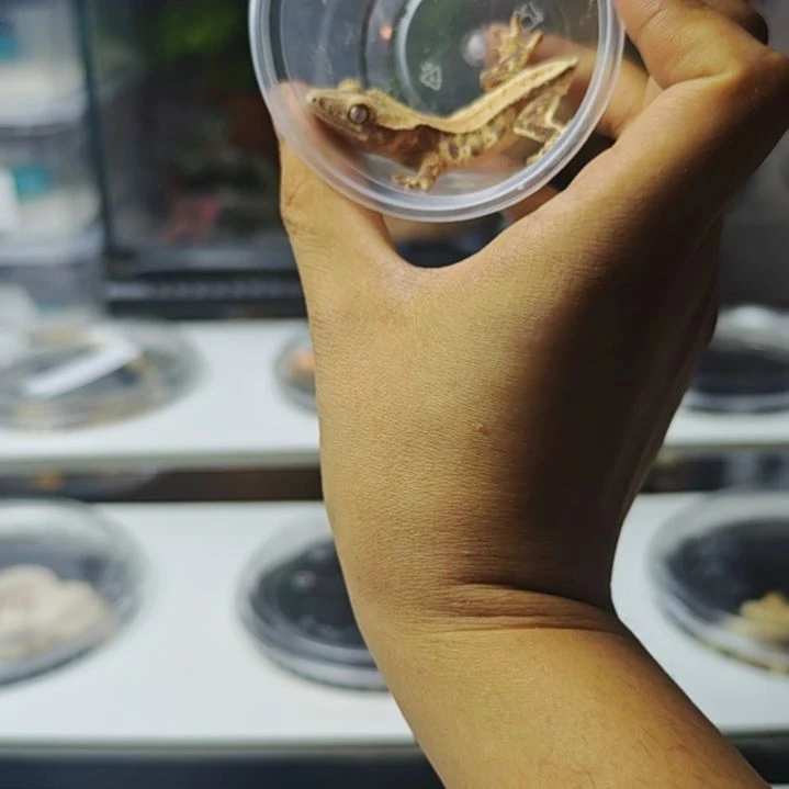 睫角守宫莉莉白红大苗