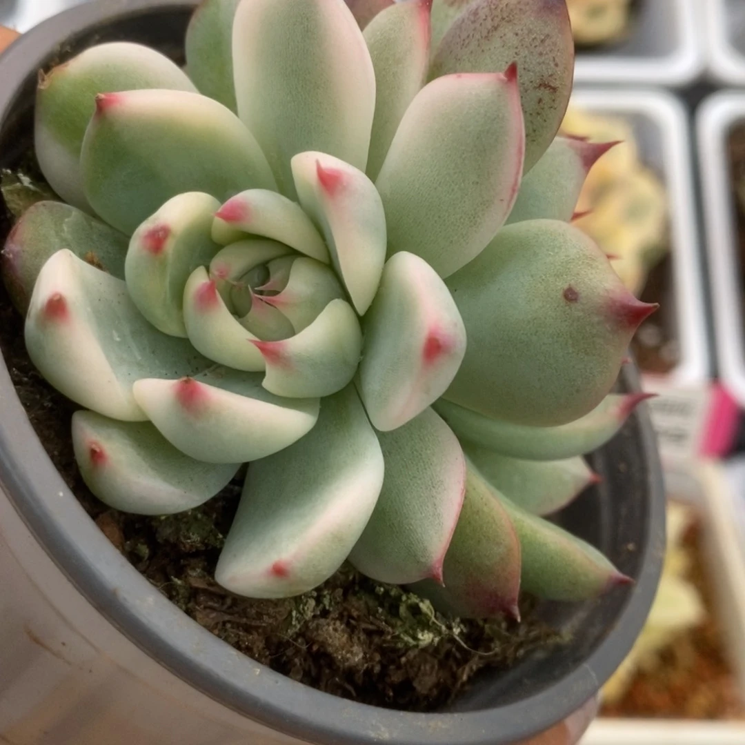 457锦锦锦锦锦锦锦