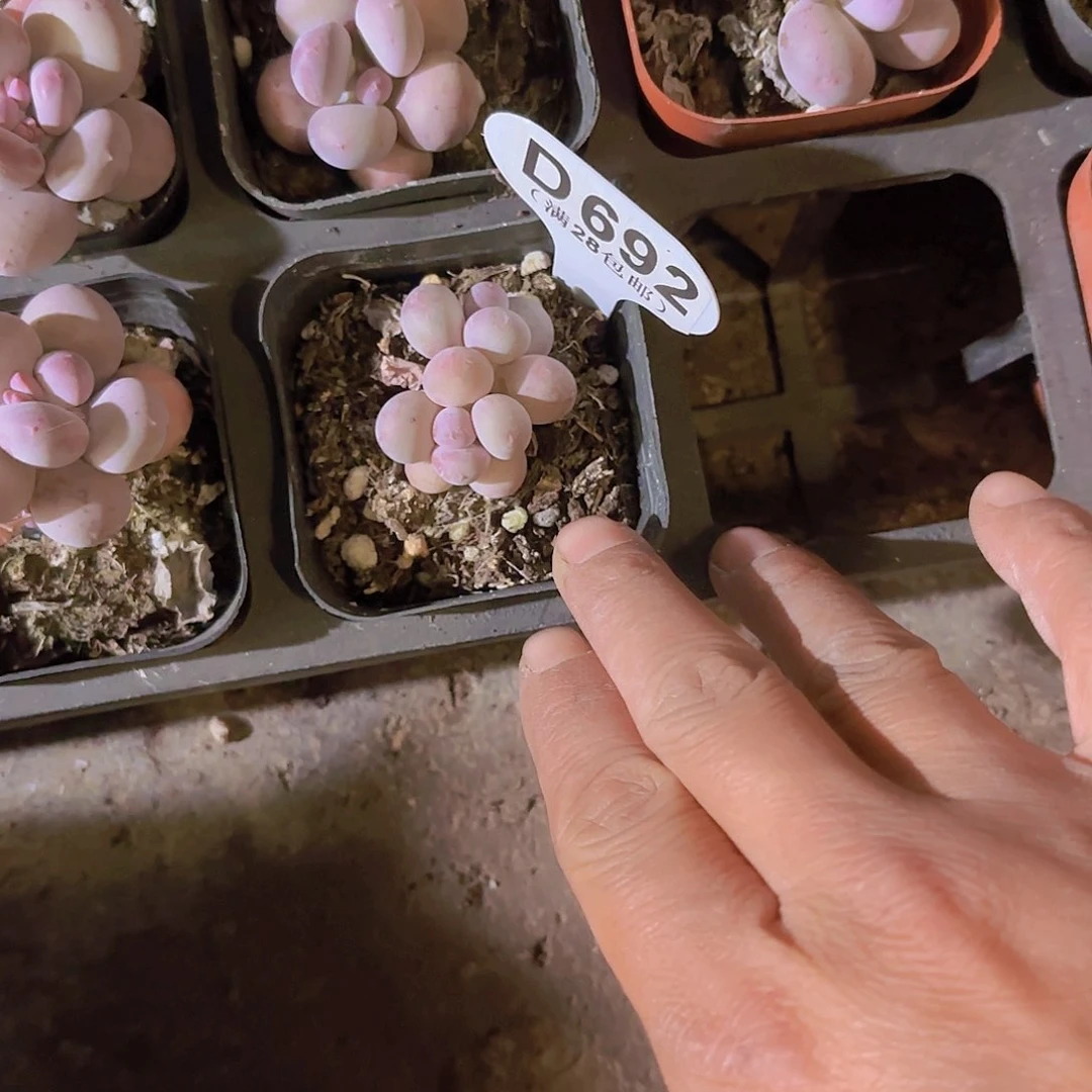 丽*D692彩虹奶一物一拍