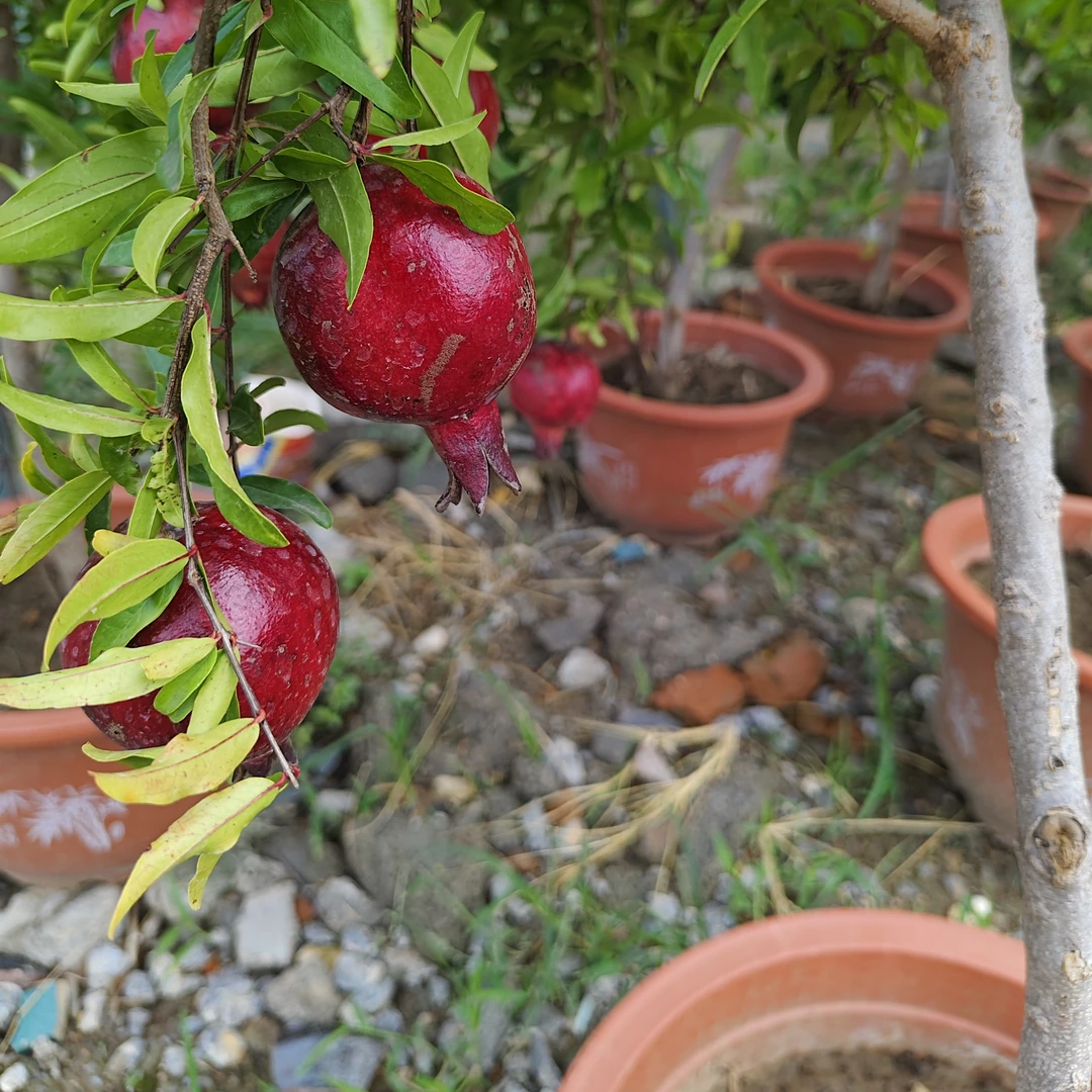 【带果发货】高70cm六年苗紫玉石榴树软籽大石榴南方北方地栽盆栽