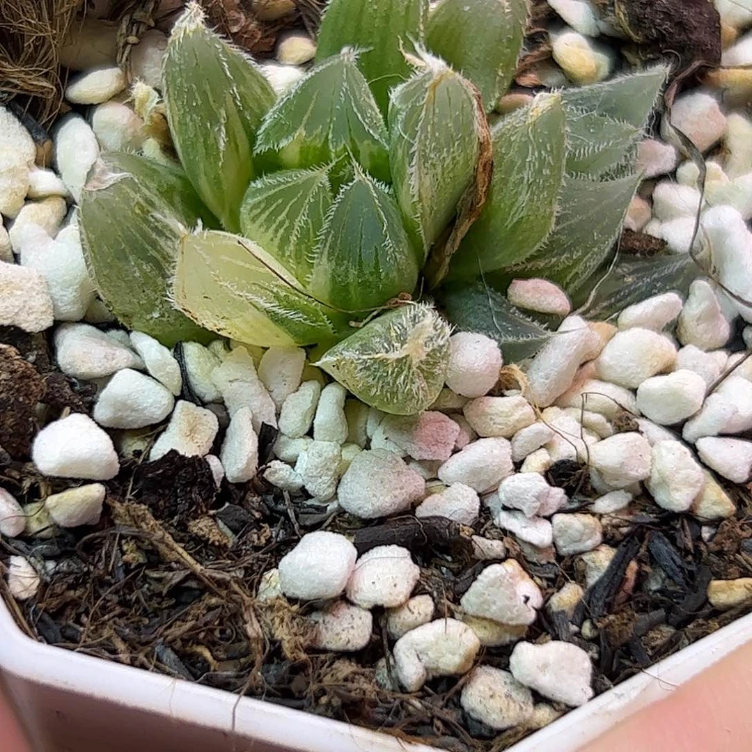毛玉露锦十二卷多肉植物