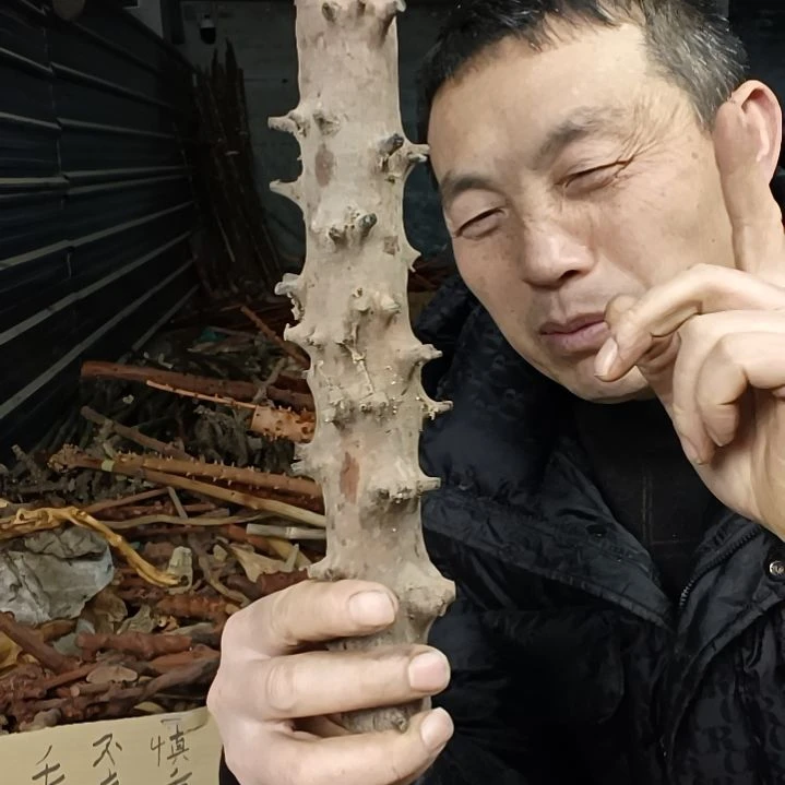 稳定木君*贵州檬子木   铁马鞭   根艺  半成品