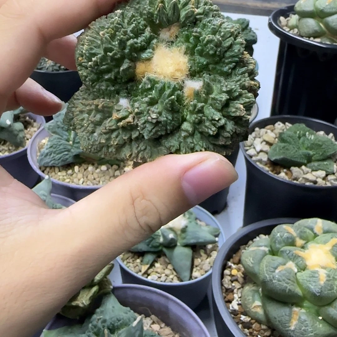 开播福利一物一拍