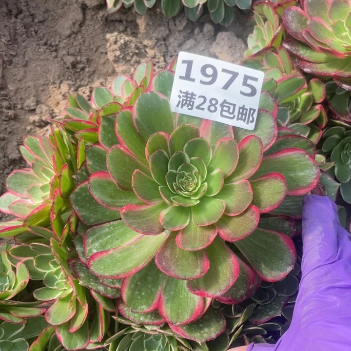 1975二号棚粉花妖O