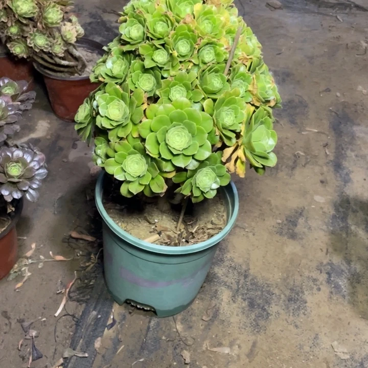 49翡翠琉璃多肉植物多肉