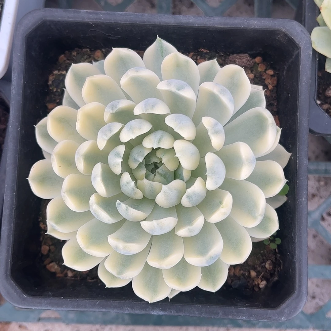 香草月影锦 婕宝一物一拍
