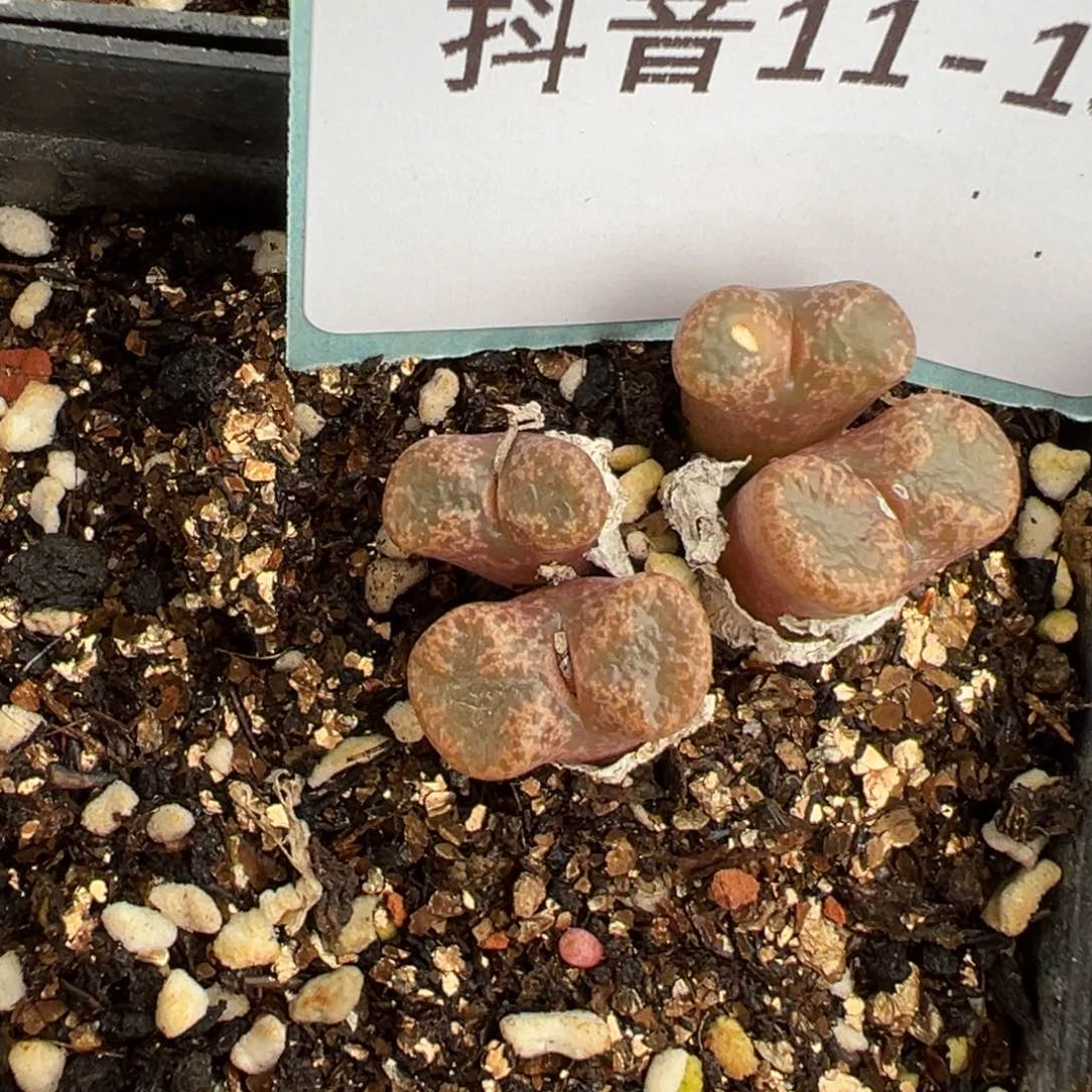 11-13肉锥多肉植物