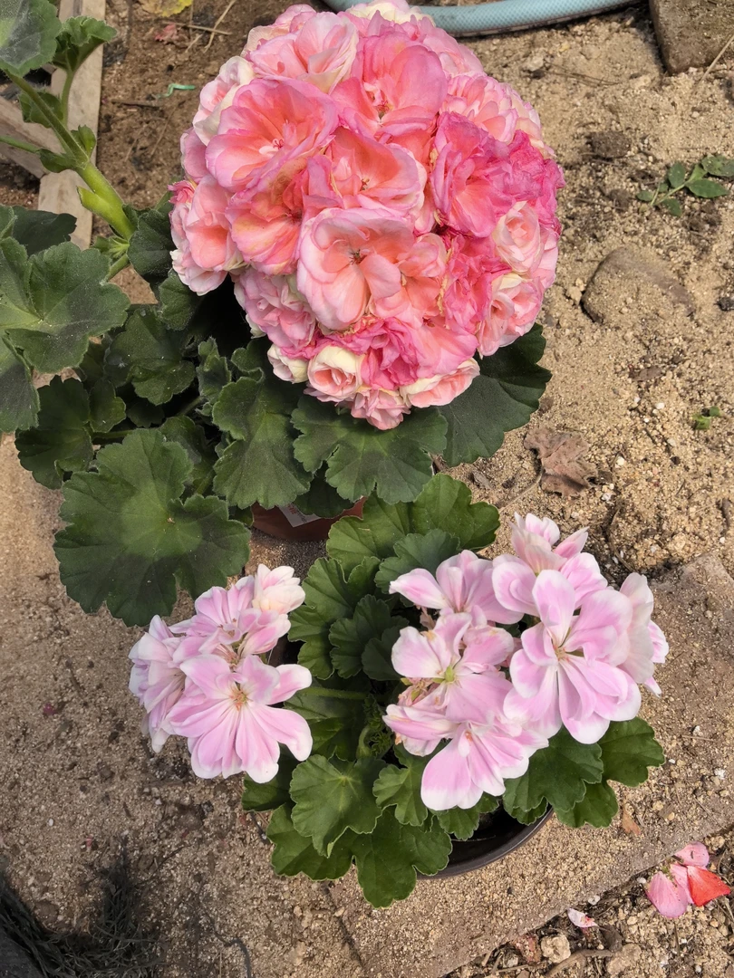 【瑞典玫瑰小姐（直立）+童话故事（直立小苗）】2颗天竺葵组合