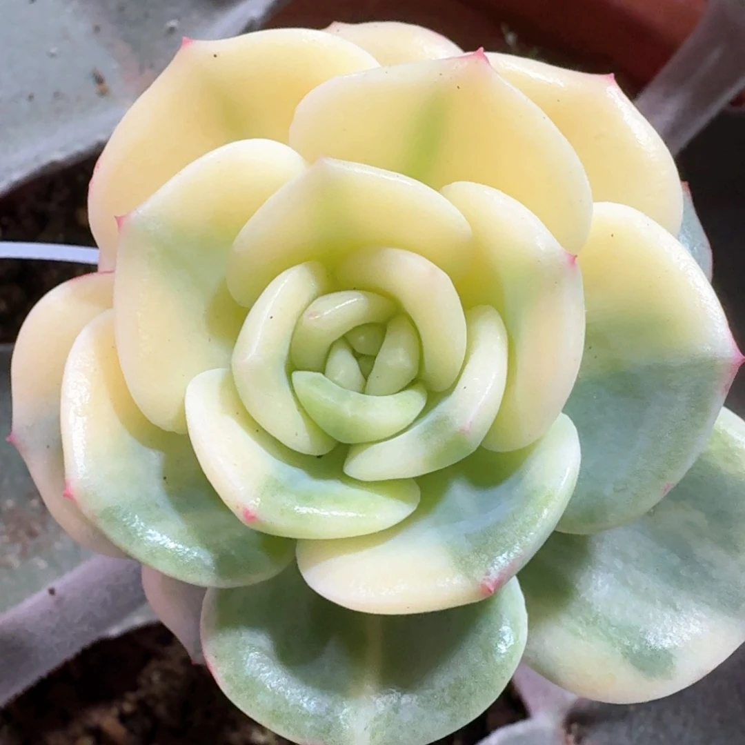 三文鱼锦 多肉植物