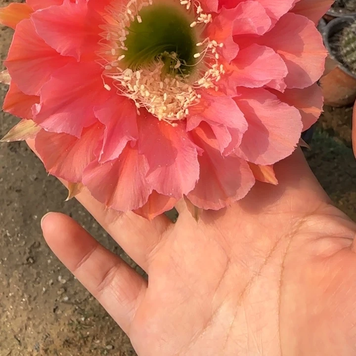 ****蕾仙人球美花带根彩33