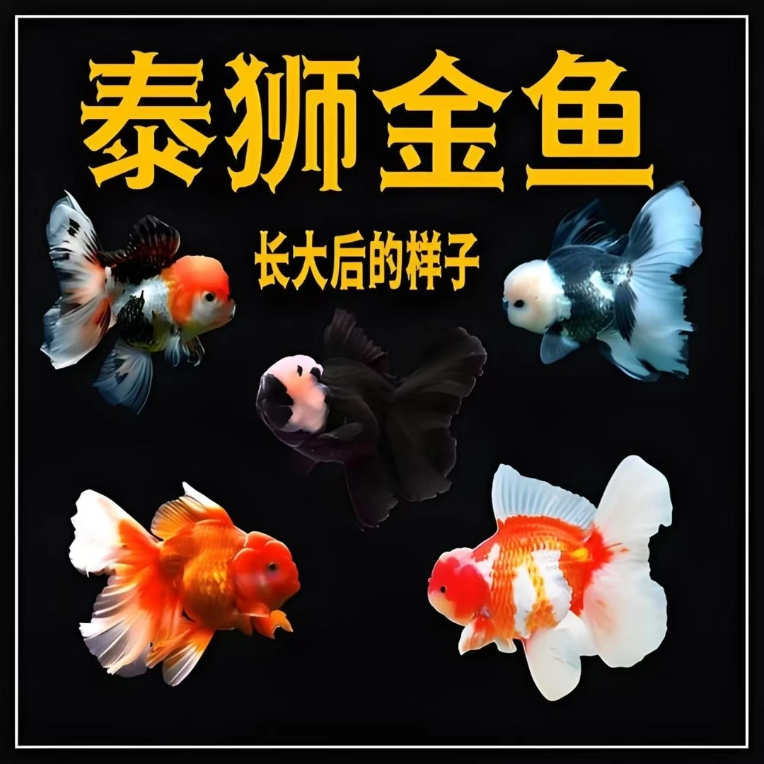 福利款将军泰狮金鱼留养鱼苗包邮包损