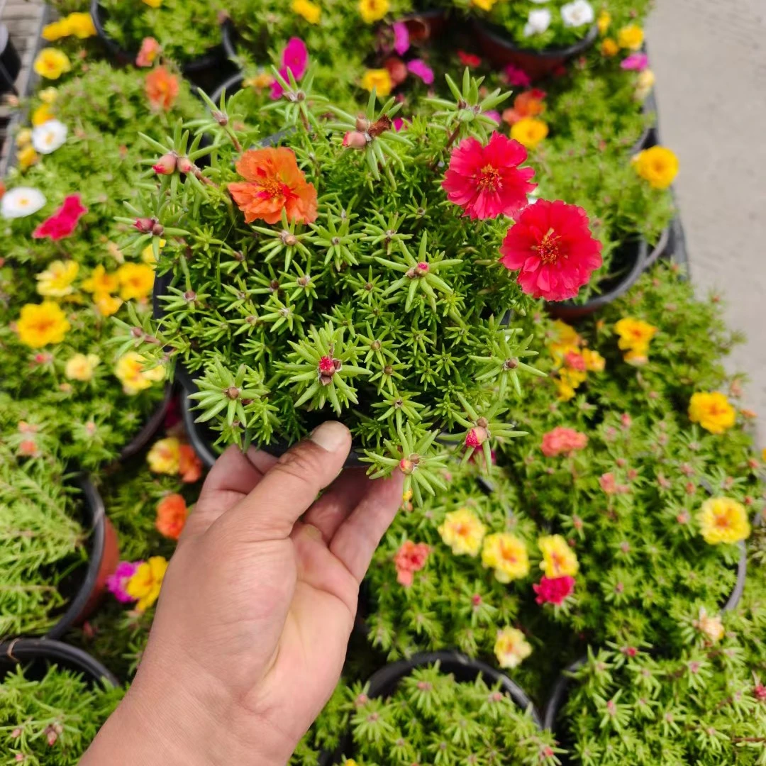 混色重瓣太阳花苗多年生室内外易存活花卉绿植