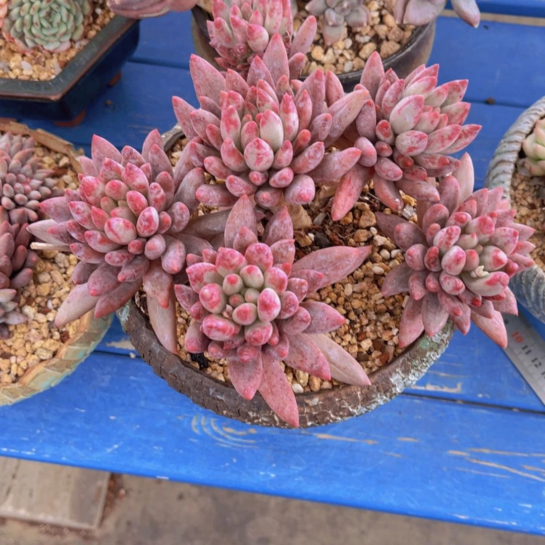 爱****@多肉植物提取精华提取