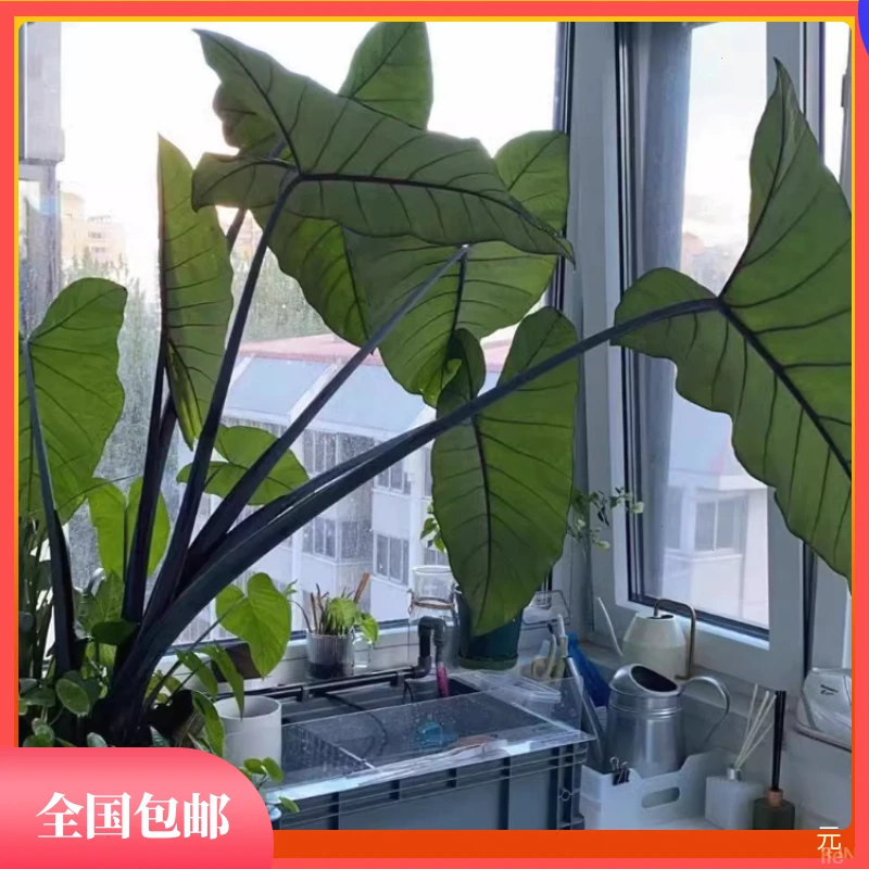 紫色梗优质美观造景观赏沼泽过滤植物紫芋叶梗紫芋苗桩盆栽养龟鱼