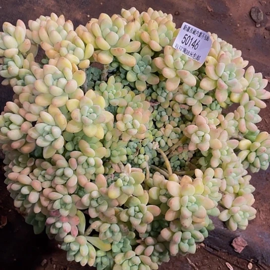 噢****星奶酪蛋糕50146多肉