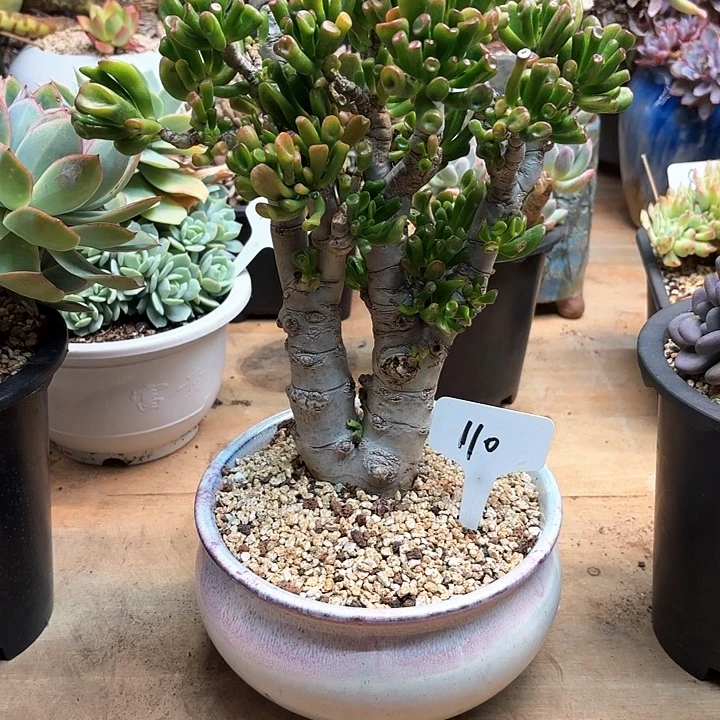 多肉植物，吸财树110号