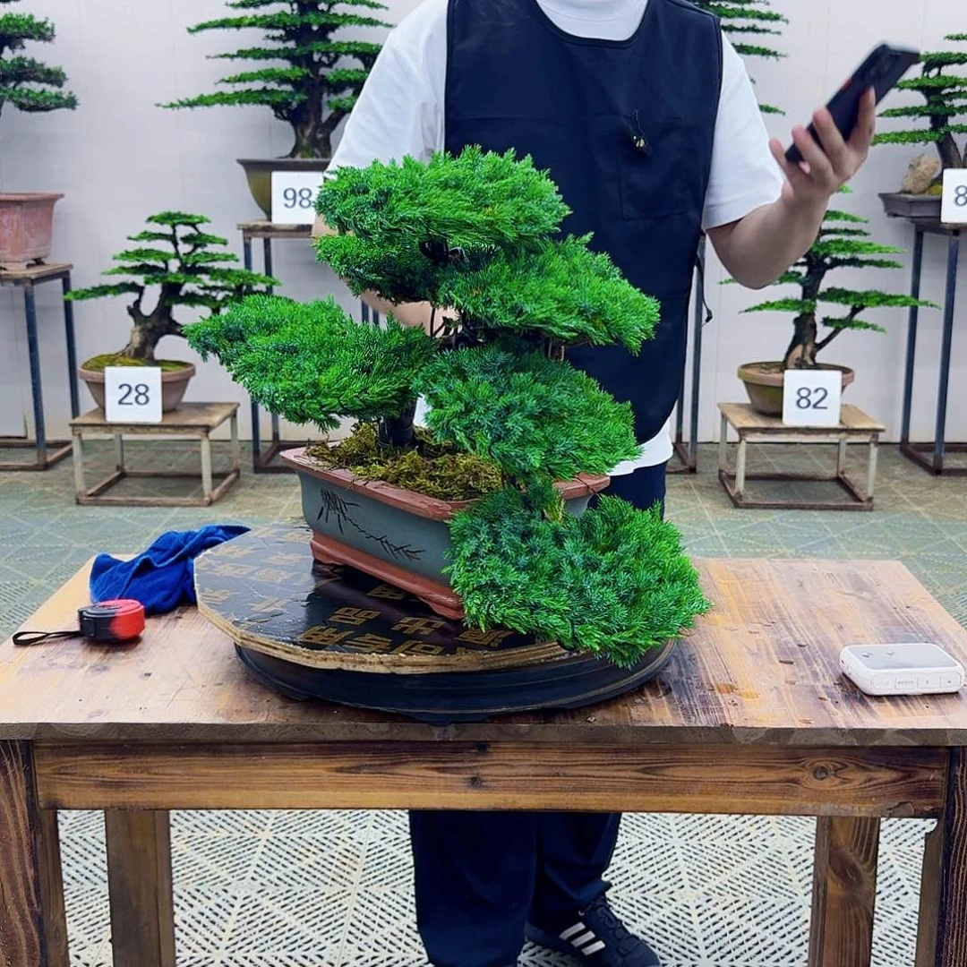 无花朵柏树造型盆景带盆