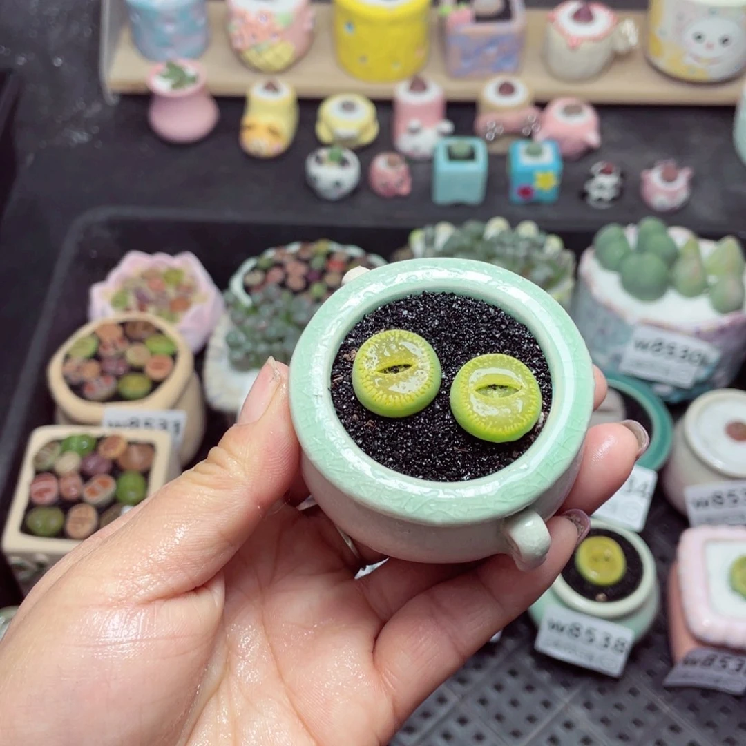 w8544 带盆土发货 -零下地区拍保温箱