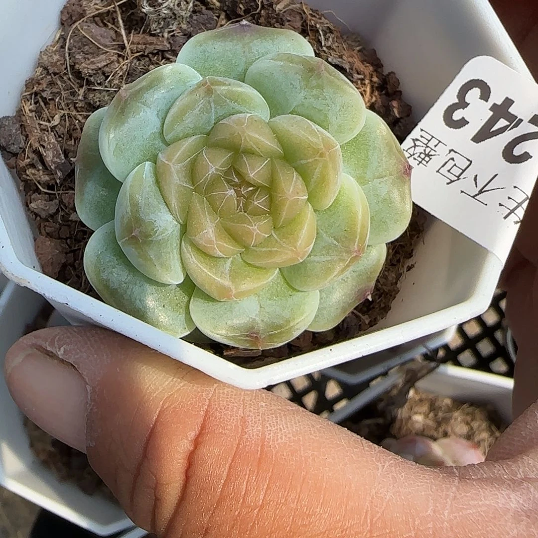 小卡拉米糖心一物一拍27-243