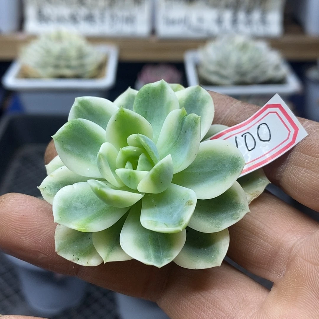 13100 哈密瓜覆轮锦头盖