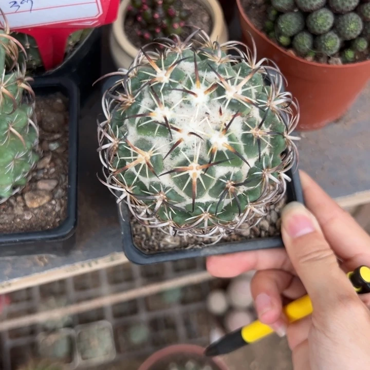 勇***惧      吉祥如意。