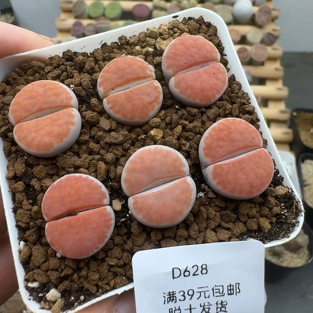 628多肉哈哈哈哈哈哈哈哈