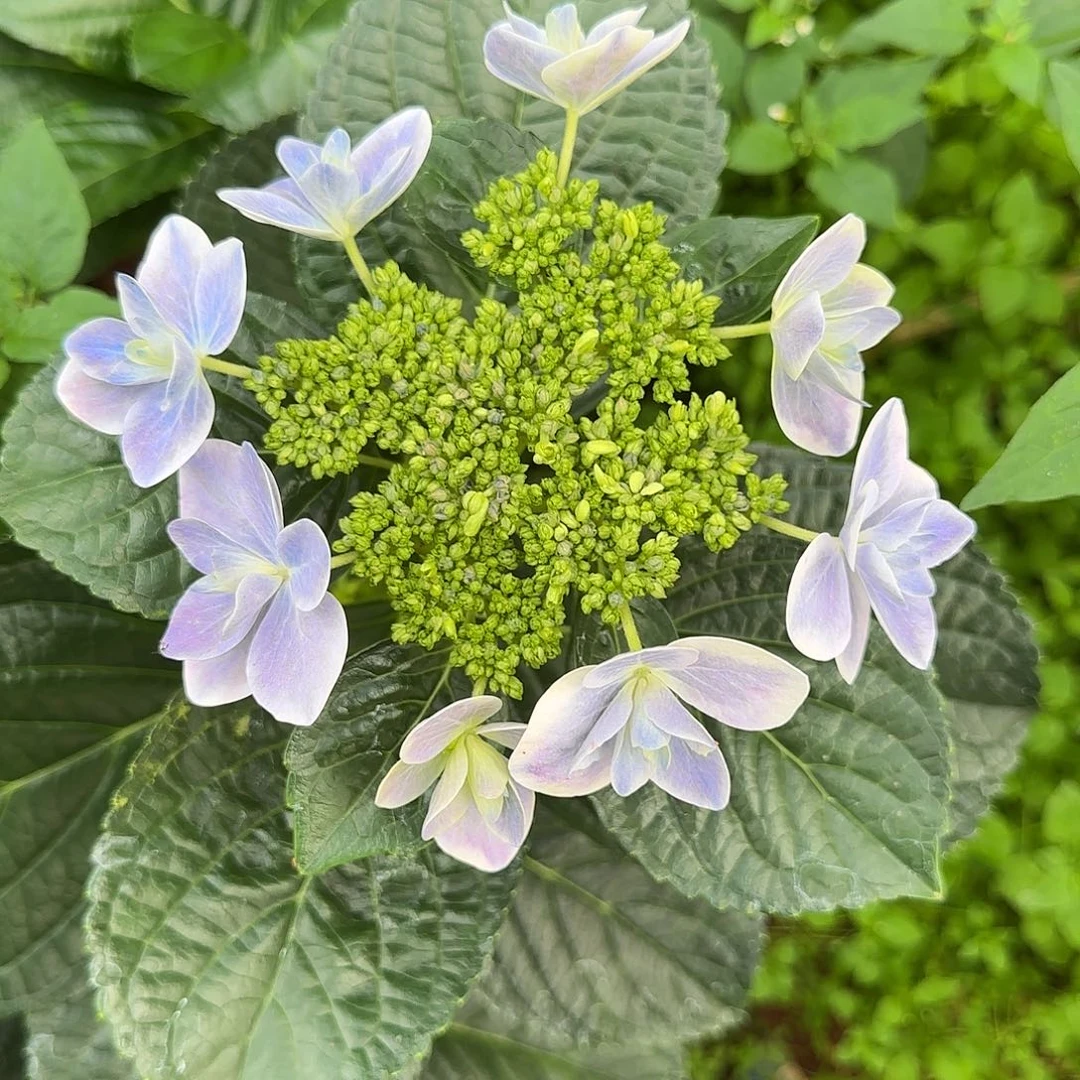 绣球切花一物一拍3枝起包邮，82