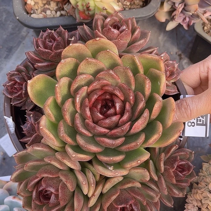 黑桃2268多肉植物