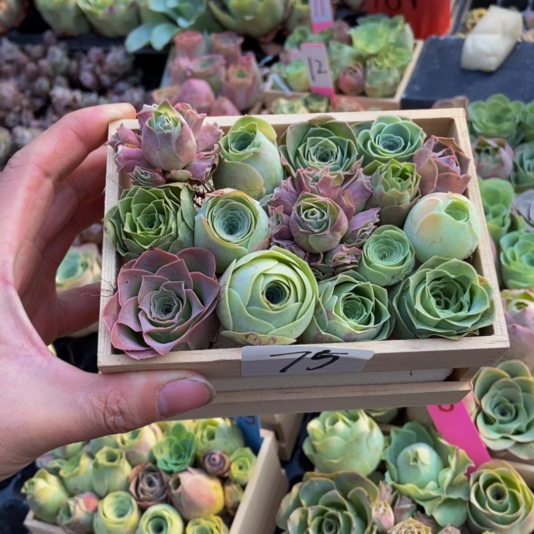 星****山地玫瑰多肉植物花卉75