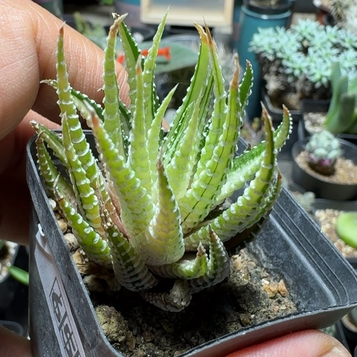 620白帝脱土发货自根