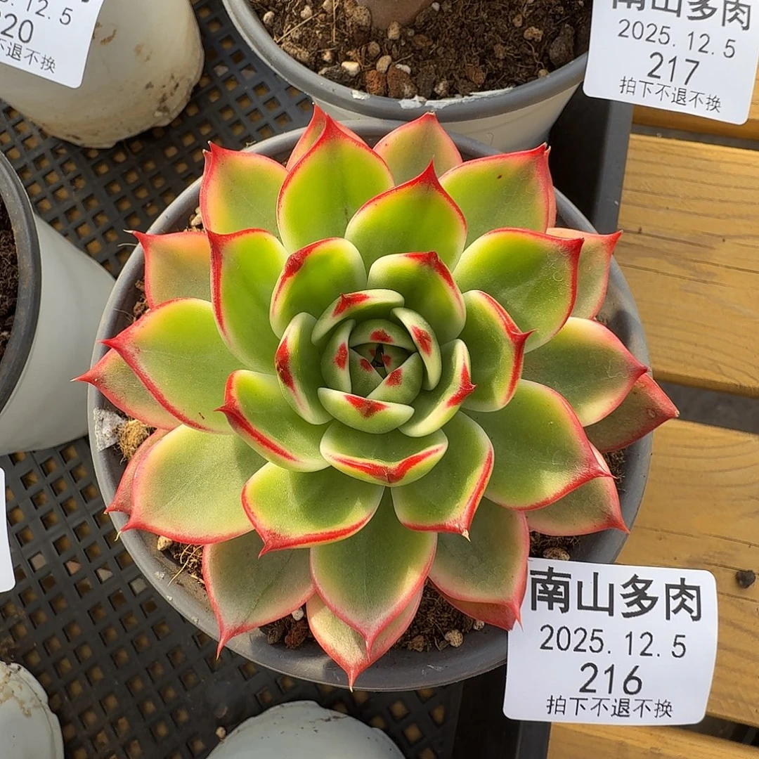 桃花锦1111125-216