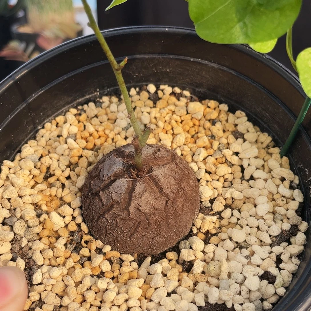 微瑕 大甲龟666666666666