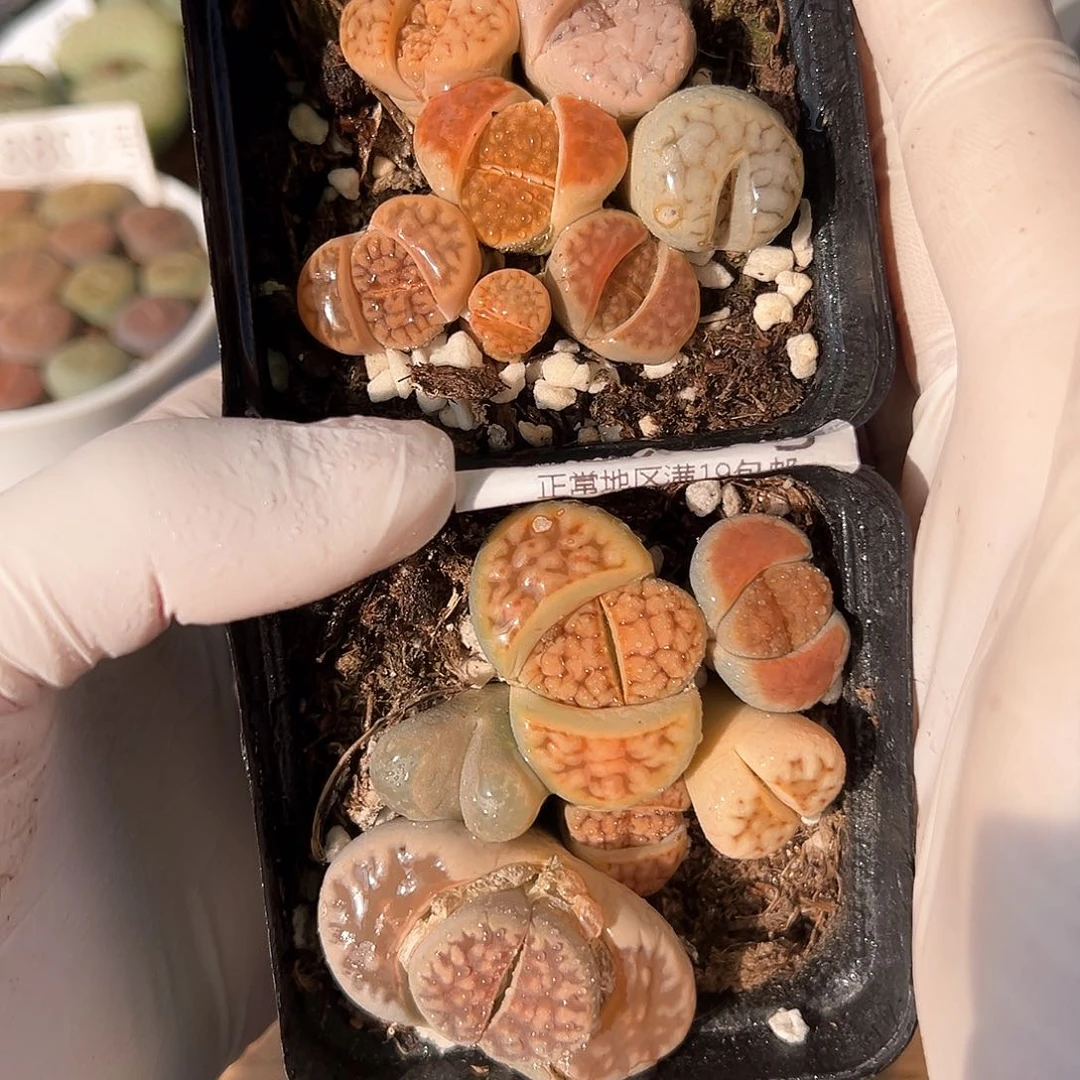 好养易活生石花大母本8870两盆